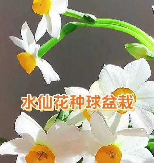水仙花小盆栽如何养护？有哪些技巧？
