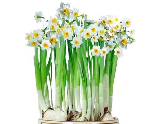 水仙花小盆栽如何养护？有哪些技巧？