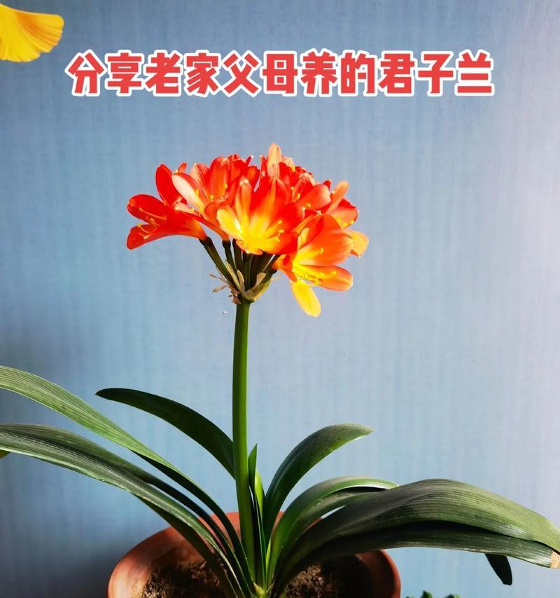 春日君子兰养成记？如何做到根强叶茂花满枝？