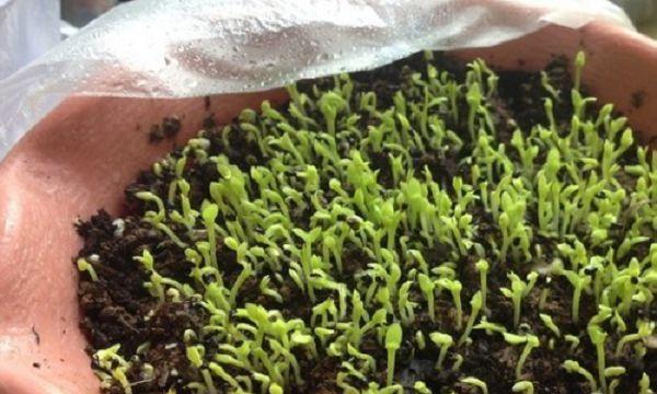 茄子种子催芽只需XX天？如何轻松发芽？
