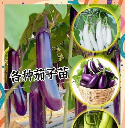 茄子种子催芽只需XX天？如何轻松发芽？