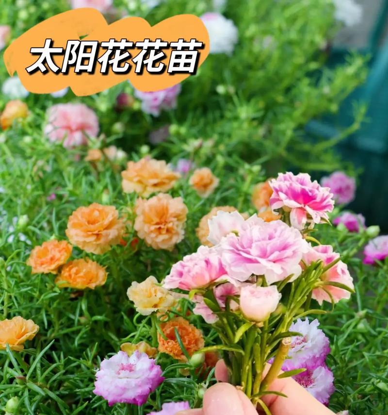 非洲菊的三种繁殖方法？哪种适合您？