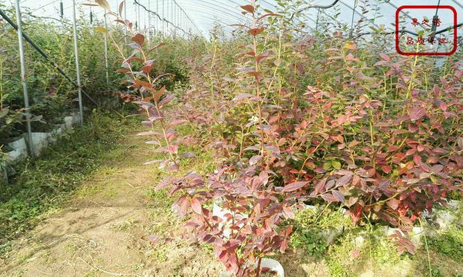 双丰蓝莓花期特征及影响因素？如何分析？