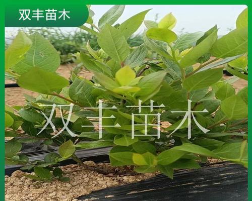 双丰蓝莓花期特征及影响因素？如何分析？