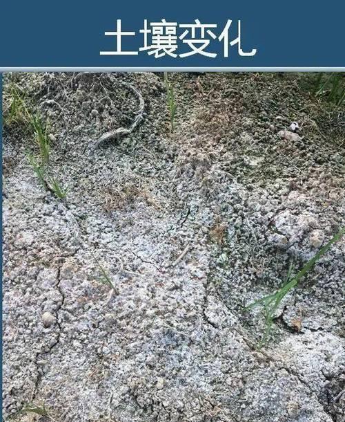 三种螯合剂对吊竹梅修复铀镉复合污染土壤的影响？