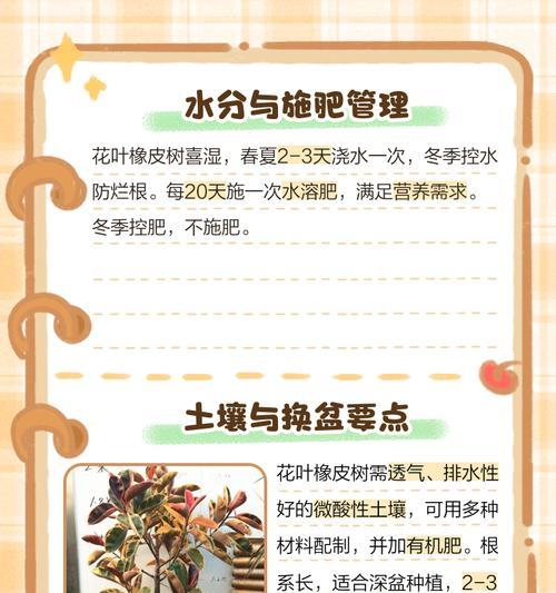在家中养护橡皮树的方法与技巧？