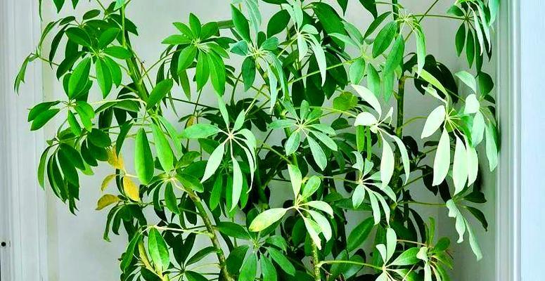 鸭脚木养护指南？黄叶与落叶问题的成因及解决方案？