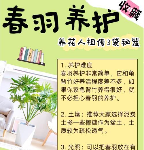鸭脚木养护指南？黄叶与落叶问题的成因及解决方案？