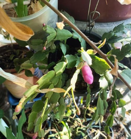 蟹爪兰不开花？5个关键技巧助你打造爆花阳台？