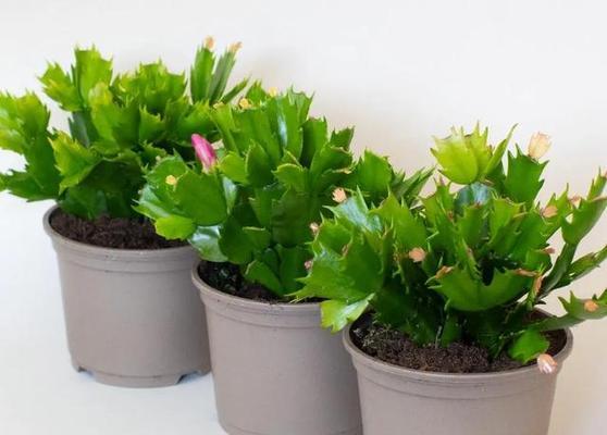 蟹爪兰不开花？5个关键技巧助你打造爆花阳台？