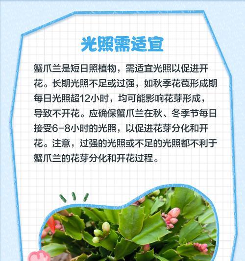 蟹爪兰不开花？5个关键技巧助你打造爆花阳台？