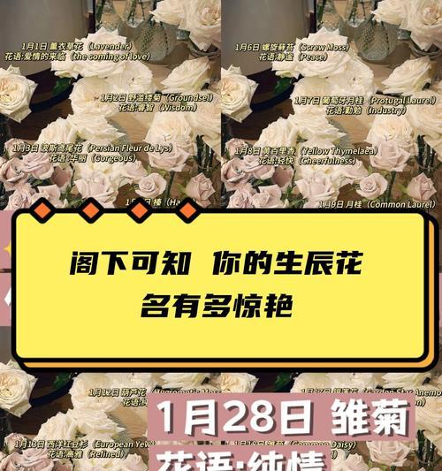 雏菊与杭菊的关系是什么？它们是亲戚还是同名不同命？
