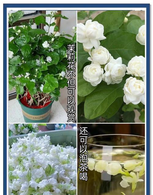 如何让茉莉花常开不败？茉莉花养护全攻略是什么？