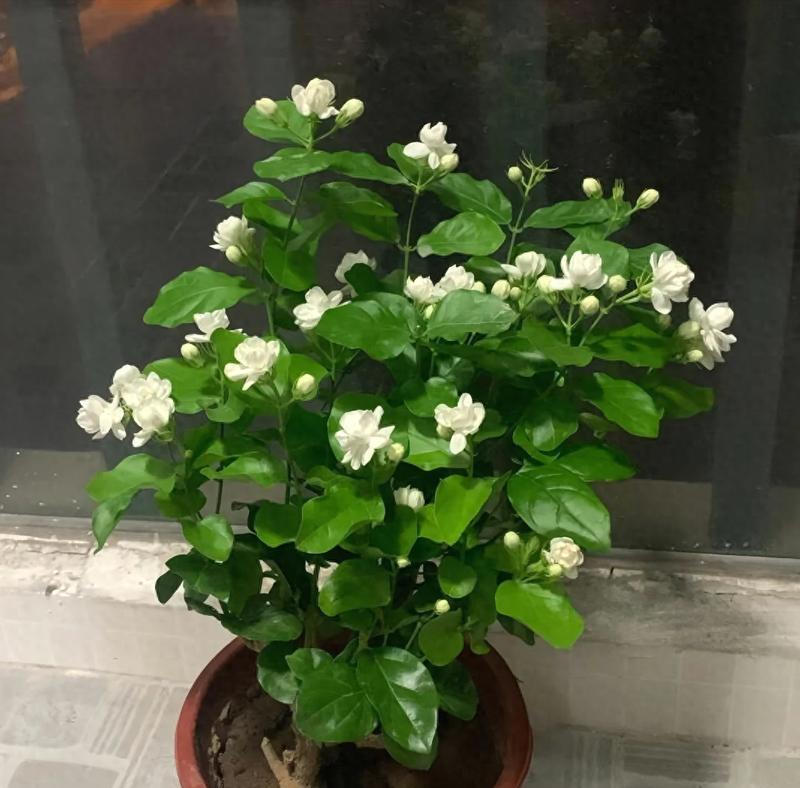 如何让茉莉花常开不败？茉莉花养护全攻略是什么？