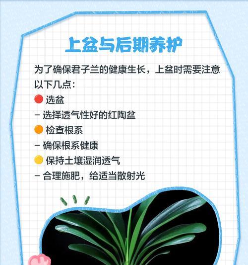 君子兰盛花根的养护与管理方法是什么？