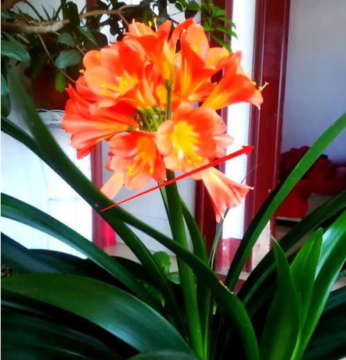 君子兰盛花根的养护与管理方法是什么？