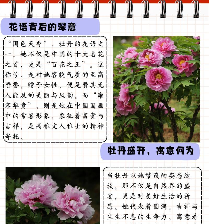 南方适合种植哪些牡丹花品种？