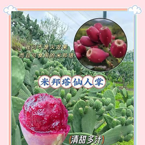 湖南地区种植仙人掌的技巧有哪些？