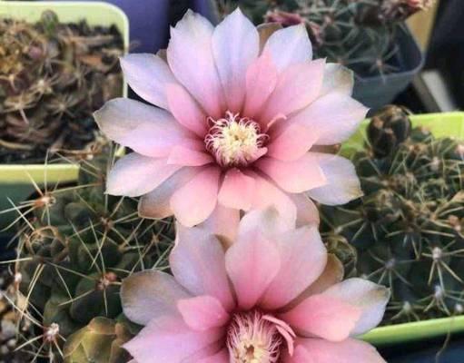 鱼落地仙人球的开花养护技巧是什么？