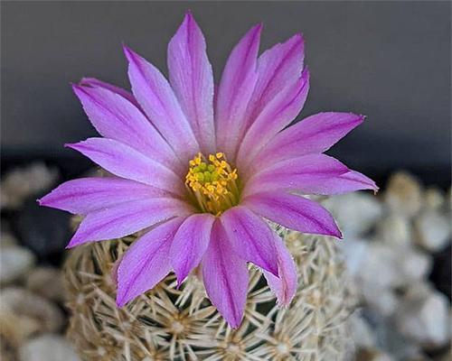 青花王子仙人球的养护方法有哪些？