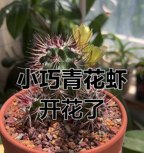 青花王子仙人球的养护方法有哪些？
