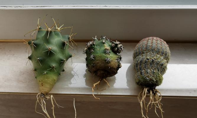青花王子仙人球的养护方法有哪些？