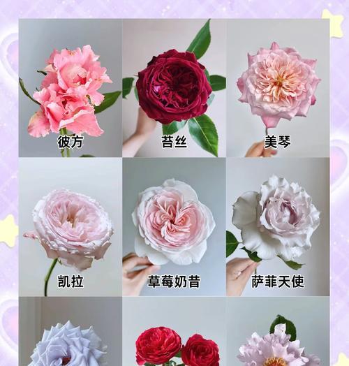 玫瑰花能保持多久的开花状态？