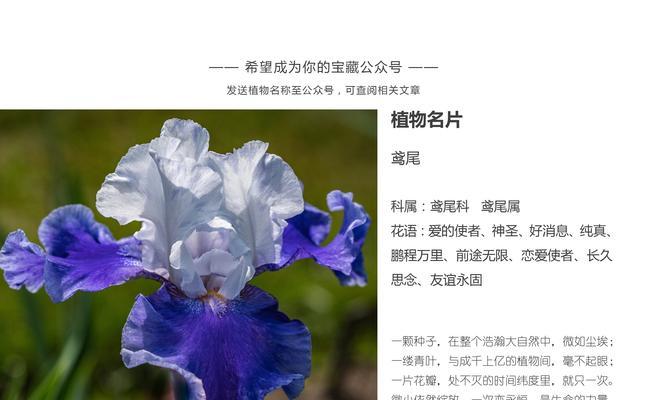 大白真鼠仙人球的养殖难度和方法？
