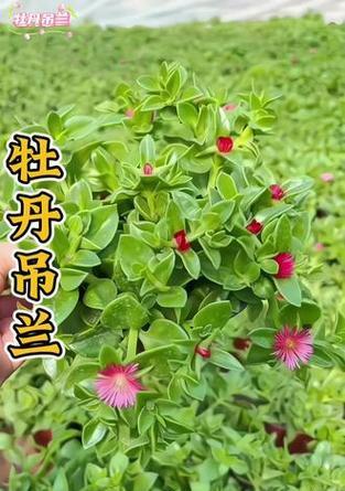牡丹花绿植的养护技巧有哪些？