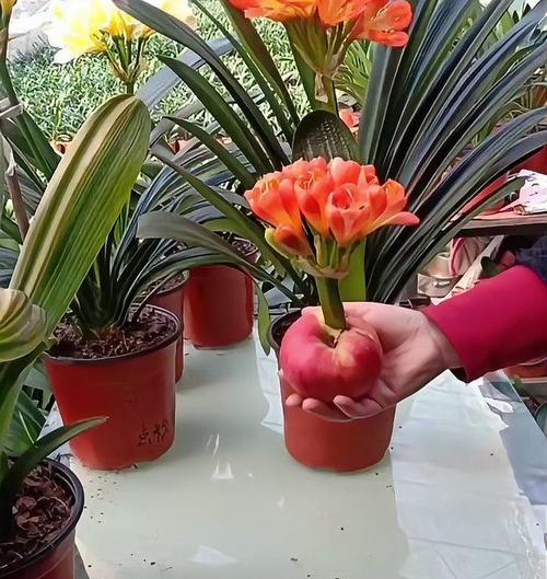 土豆水如何促进君子兰多开花？