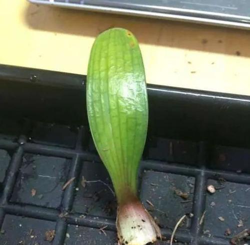 土豆水如何促进君子兰多开花？