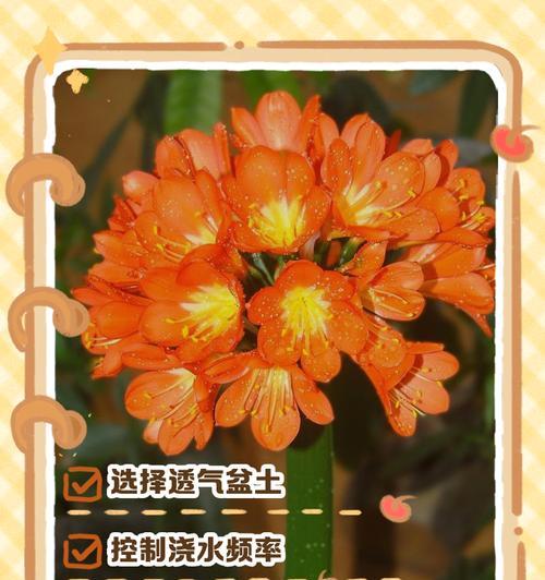君子兰狮子头不开花的原因是什么？