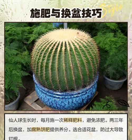 松霞多头群生仙人球的养殖方法是什么？