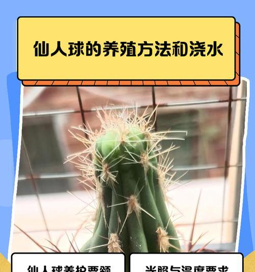 松霞多头群生仙人球的养殖方法是什么？
