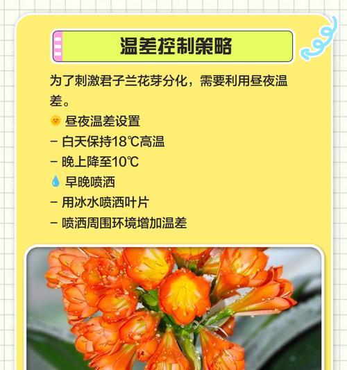 君子兰开花后的养护和修剪技巧？