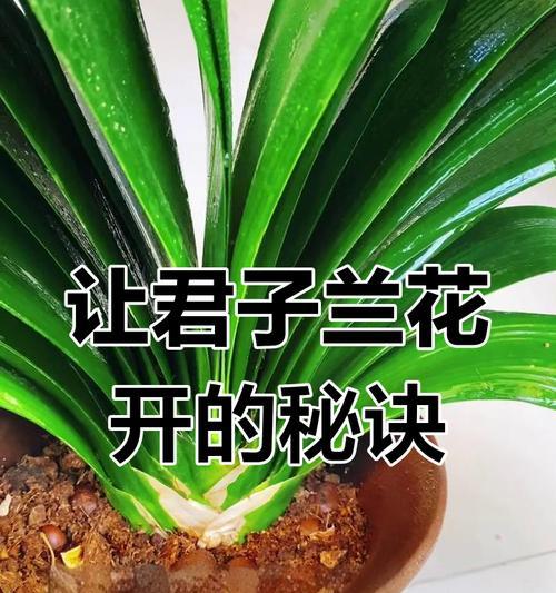 君子兰开花后的养护和修剪技巧？