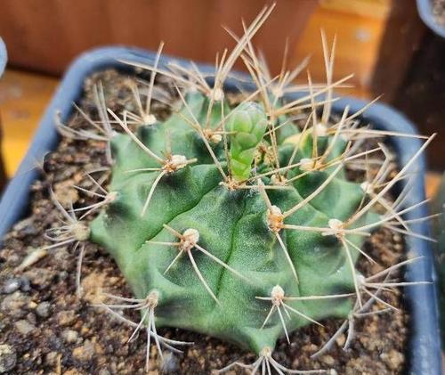 仙人球开花时如何正确栽种？