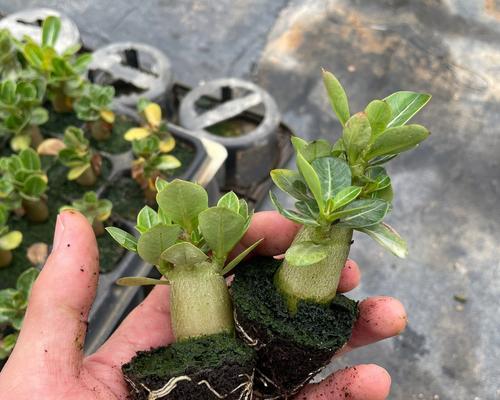 玫瑰花移栽时土壤的要求是什么？