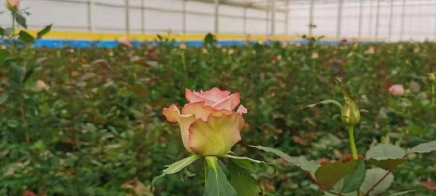 玫瑰花移栽时土壤的要求是什么？