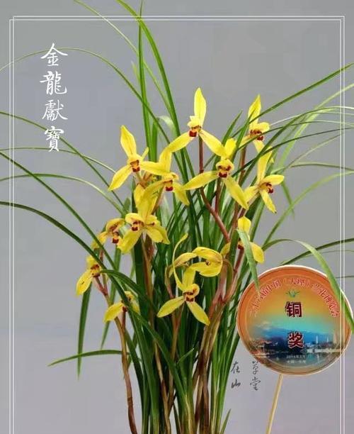 金龙锦兰花的品种特点是什么？