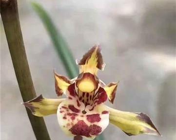 金龙锦兰花的品种特点是什么？
