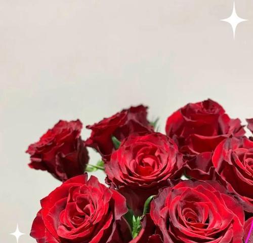 玫瑰花日常养护需要注意哪些问题？