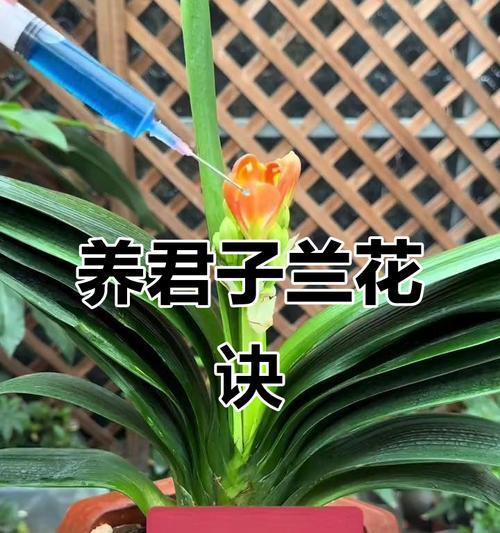 水培君子兰开花期的正确养护方法是什么？