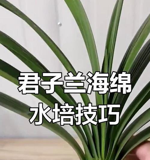 水培君子兰开花期的正确养护方法是什么？