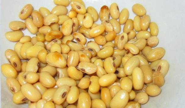 使用黄豆作为肥料时君子兰需要发酵吗？