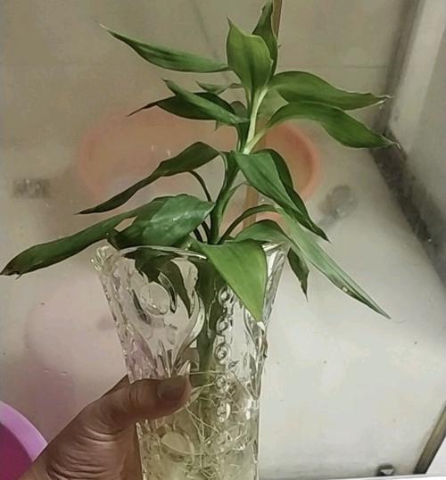 使用黄豆作为肥料时君子兰需要发酵吗？