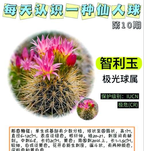 仙人球与观音掌有哪些不同特征？