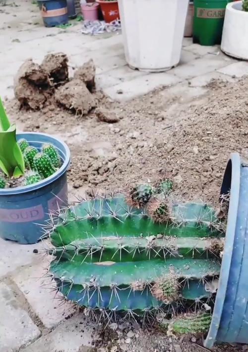 带盆仙人球的日常养护和管理要点是什么？