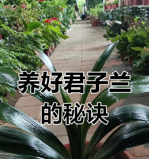 君子兰开花期的养护管理技巧有哪些？