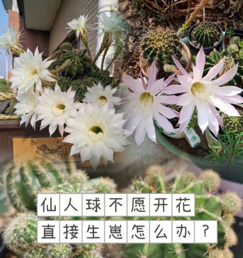 盆栽仙人掌的养护方法是什么？